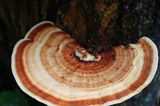 Exploring the Benefits of Turkey Tail Mushrooms