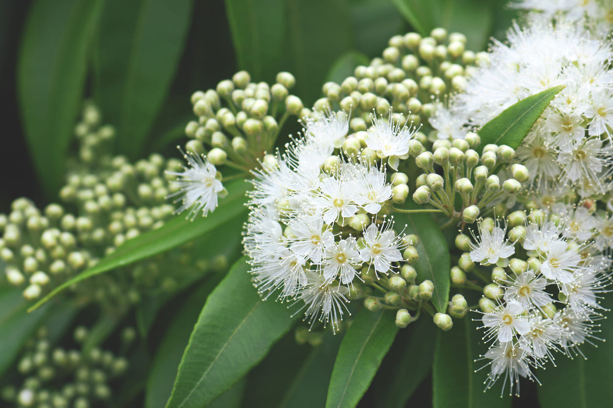 How Australian Native Herbs Like Lemon Myrtle Are Revolutionising Tea Blends