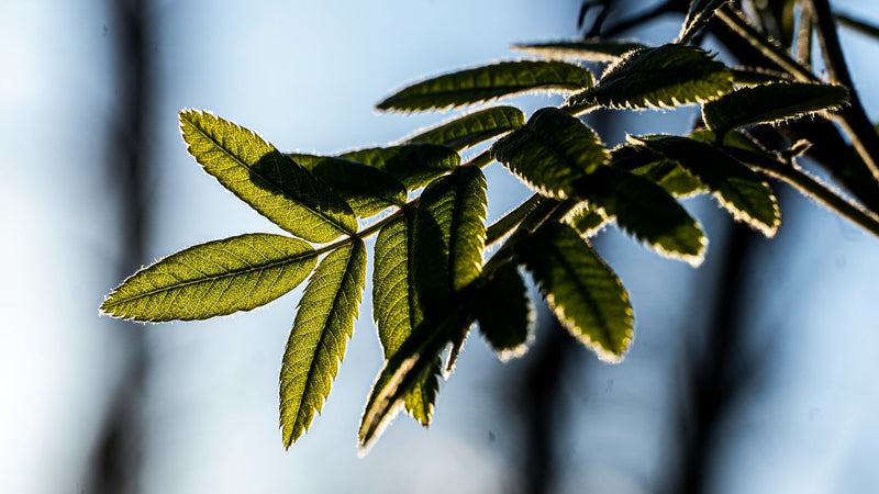 Australian Native Tea
