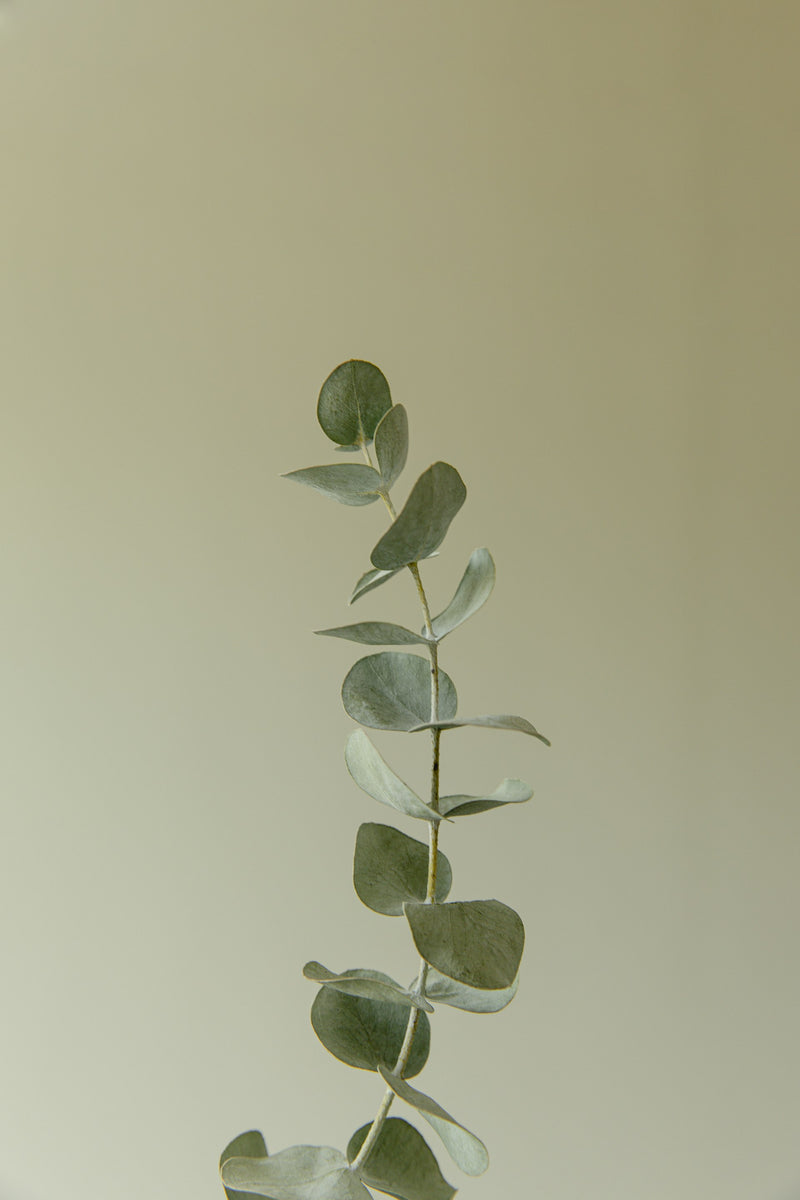 Organic Tea Collection