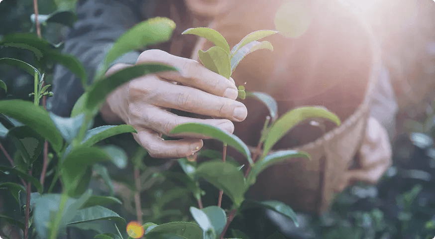 Botanical ingredients representing environmental responsibility