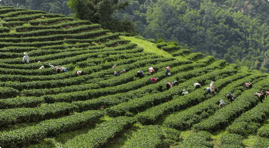 Sourced tea ingredients arranged for quality review