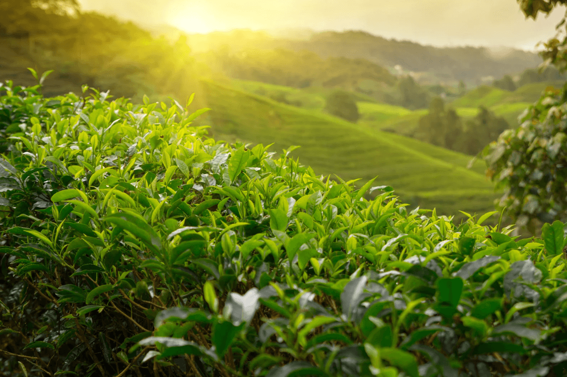 Sustainable and Ethical Spice Sourcing: What to Look for in Suppliers