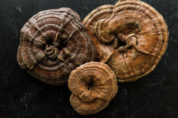 6 Important Benefits of Reishi Mushrooms