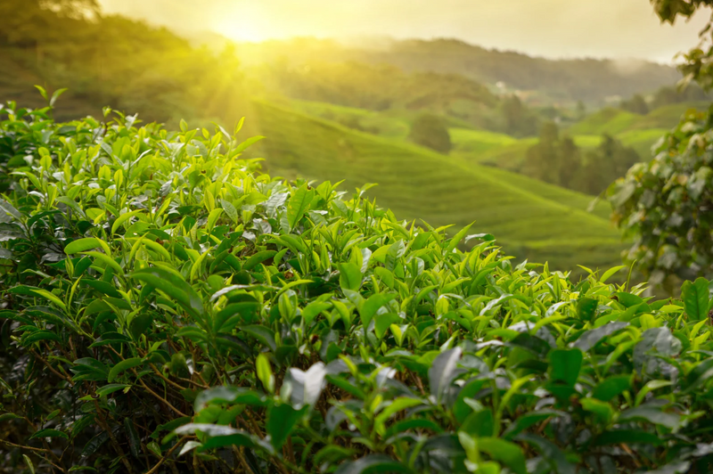 Sustainable and Ethical Spice Sourcing: What to Look for in Suppliers