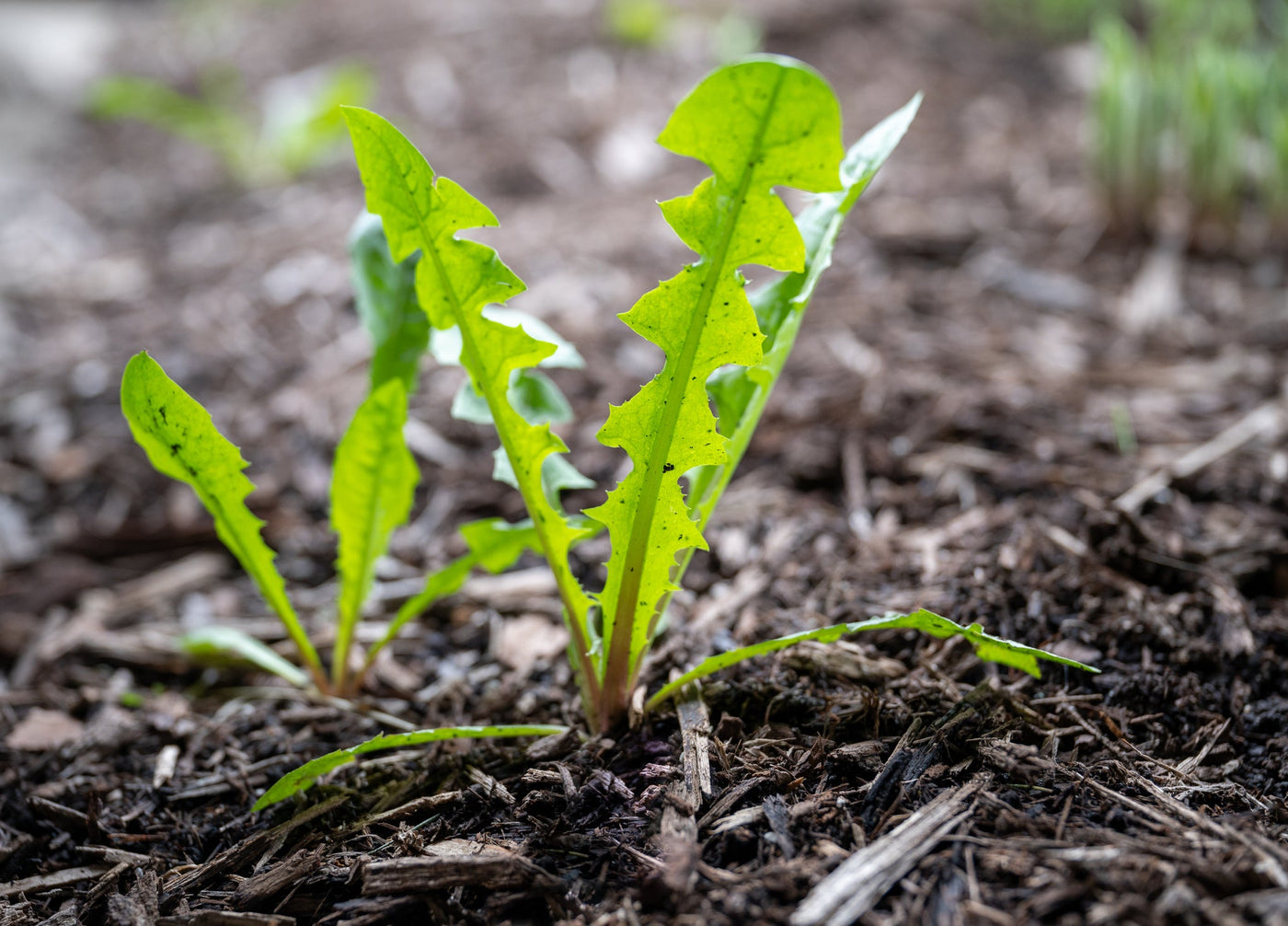 Dandelion Leaves Health Benefits & Uses
