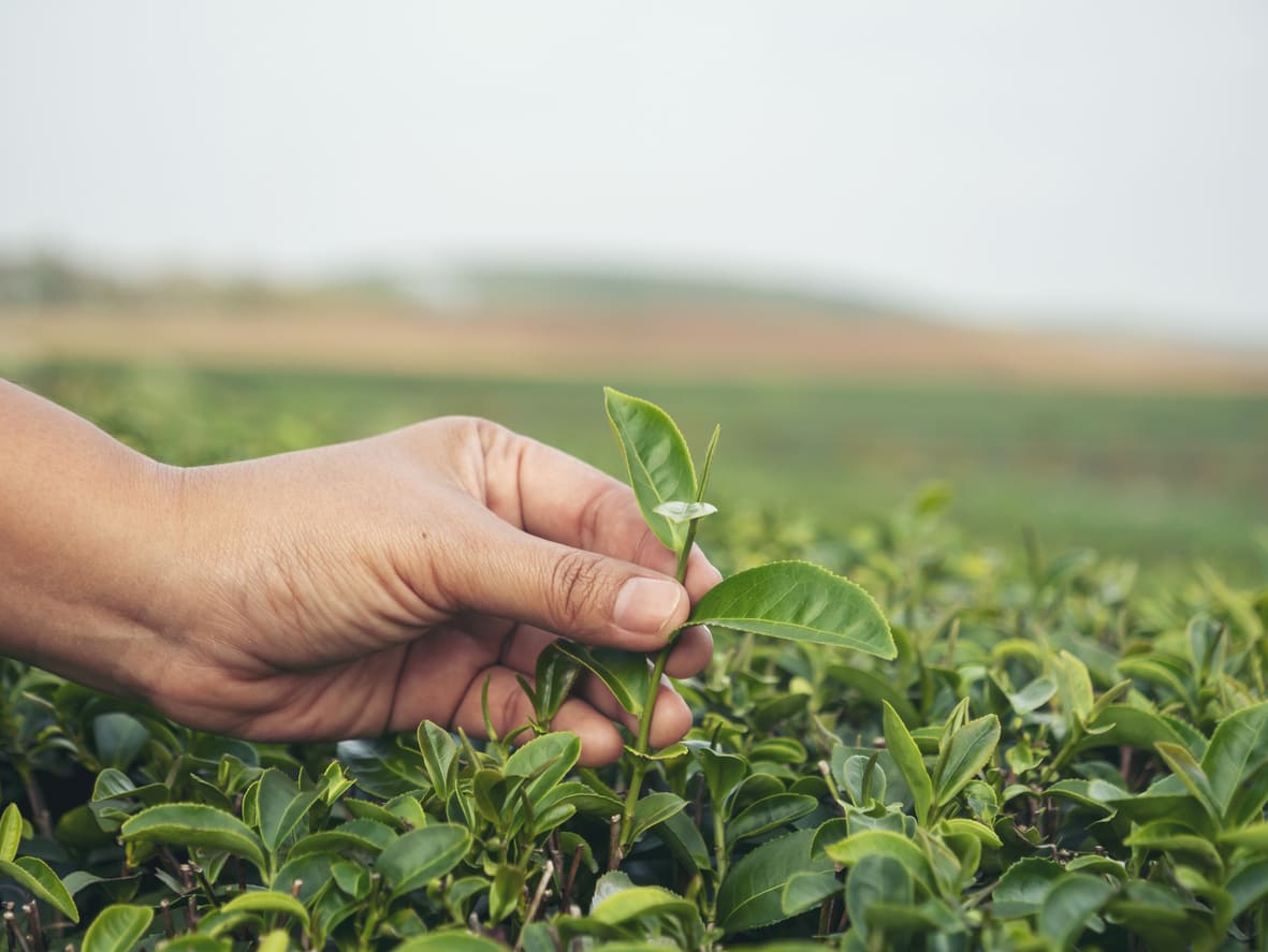 Sustainable Tea Farming in Australia: Practices That Protect the Earth