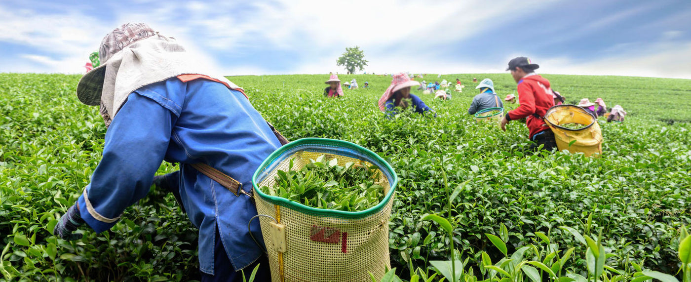 Australia's #1 tea company